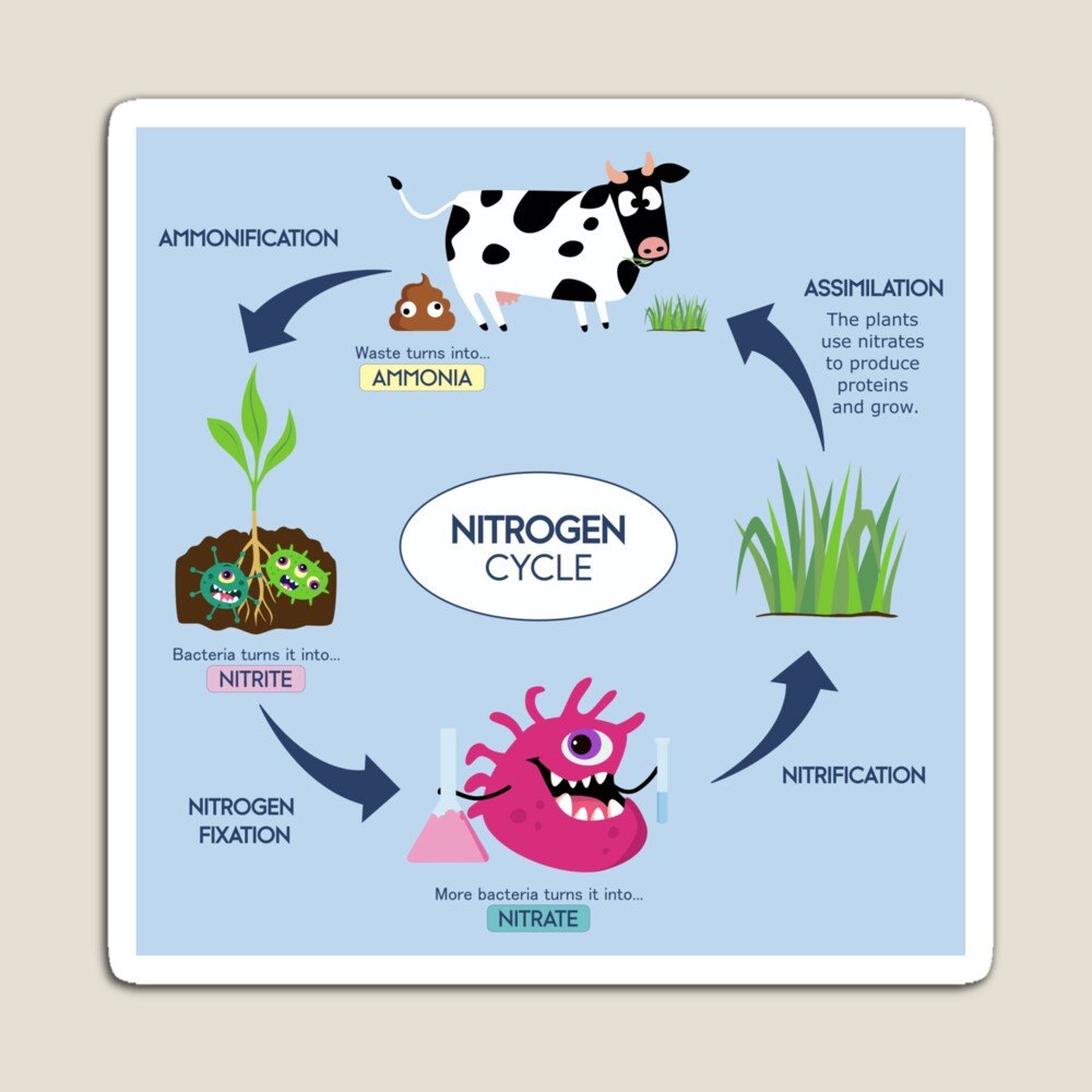 Magnet éducatif : cycle de l’azote